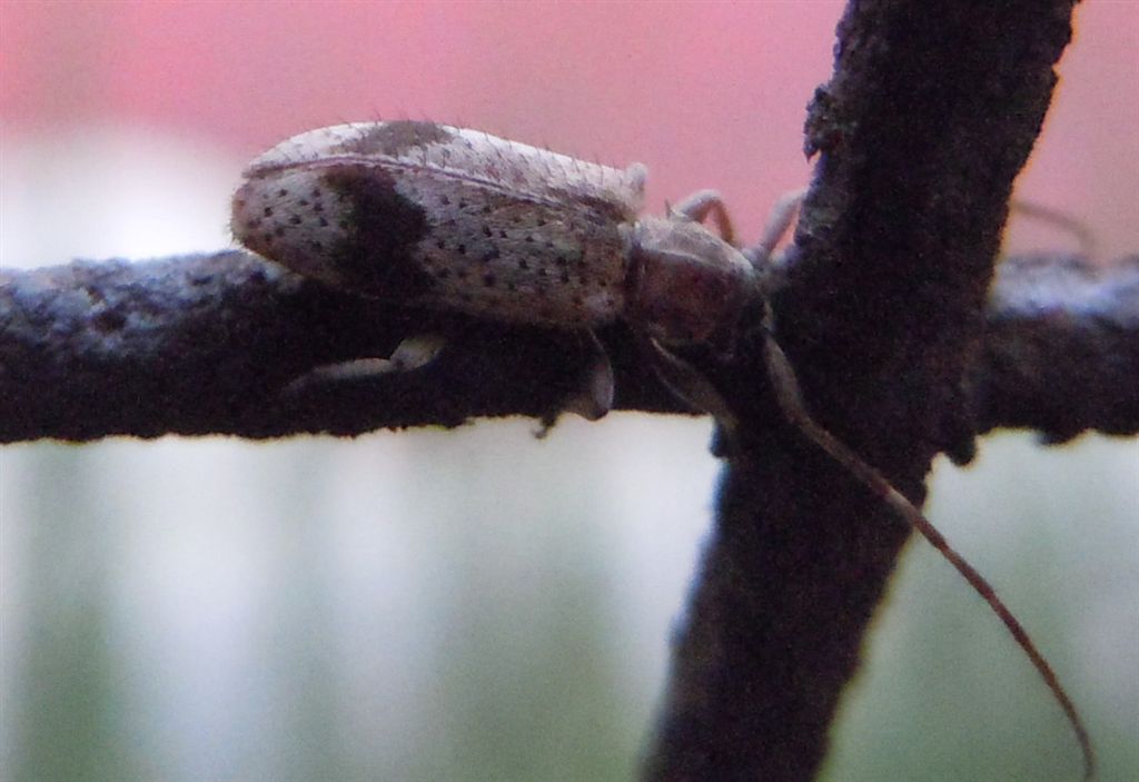 Cerambycidae - Exocentrus punctipennis